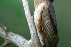 CORMORANO-05