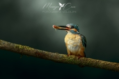 MARTIN-PESCATORE-01