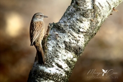 PASSERA-SCOPAIOLA-02